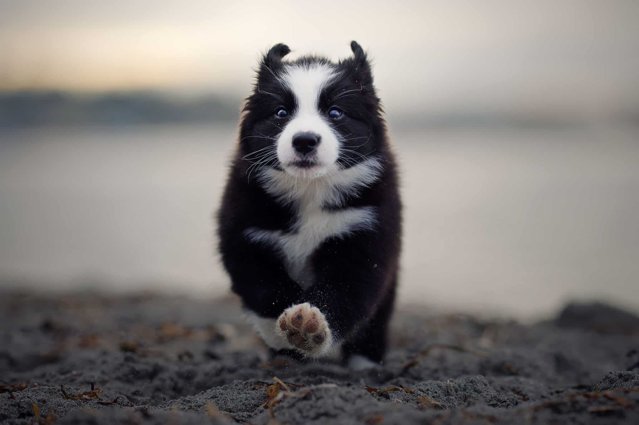 Young bi-colored Australian Shepherd running to a tug toy
