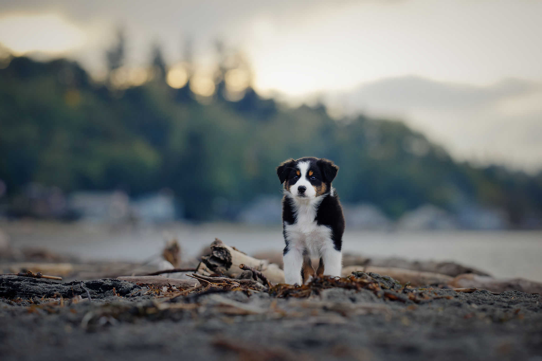 Young bi-colored Australian Shepherd running to a tug toy