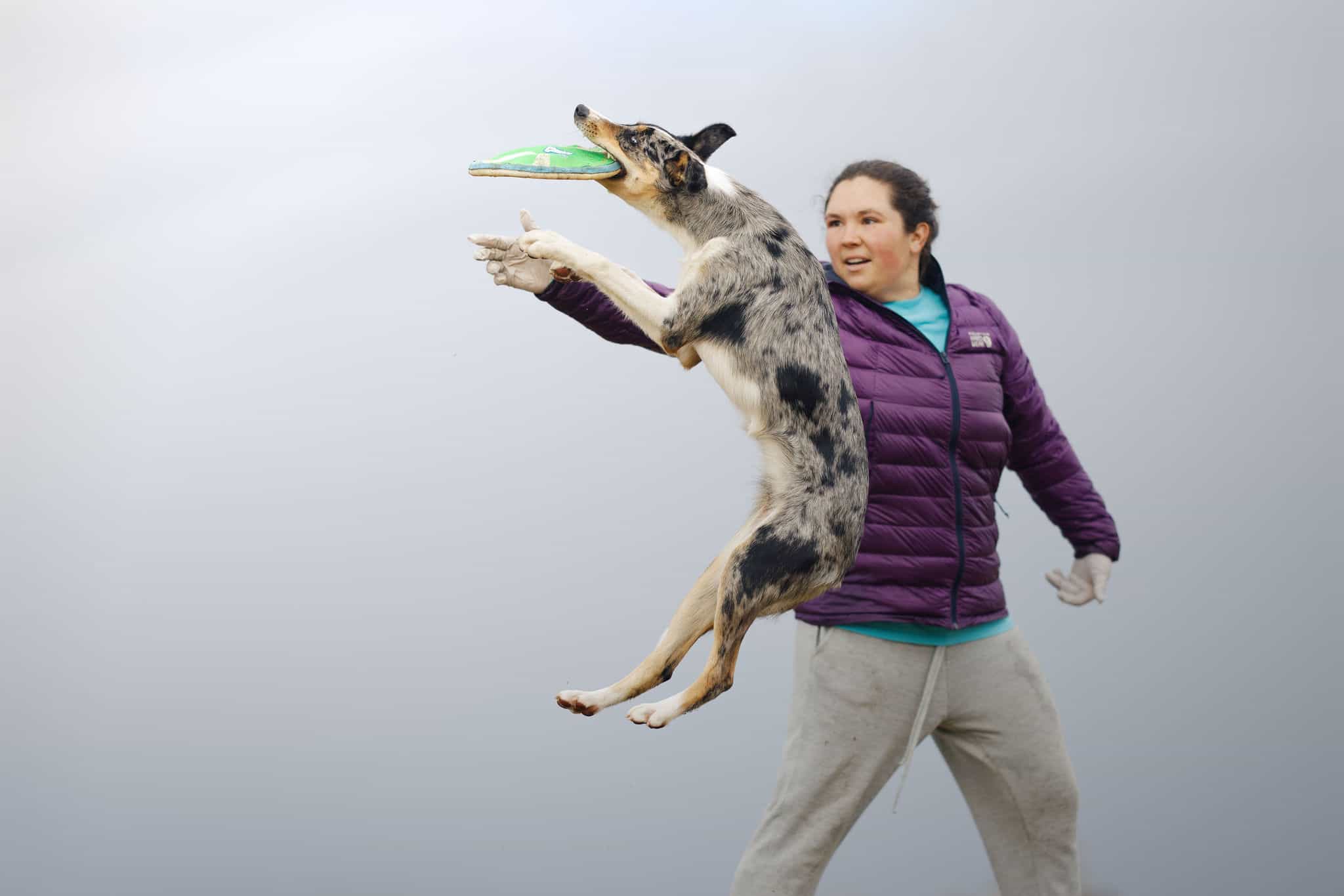 Young bi-colored Australian Shepherd running to a tug toy