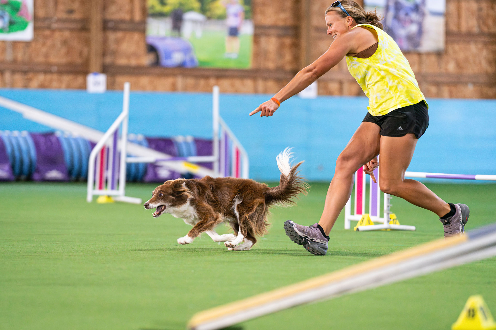 Young bi-colored Australian Shepherd running to a tug toy