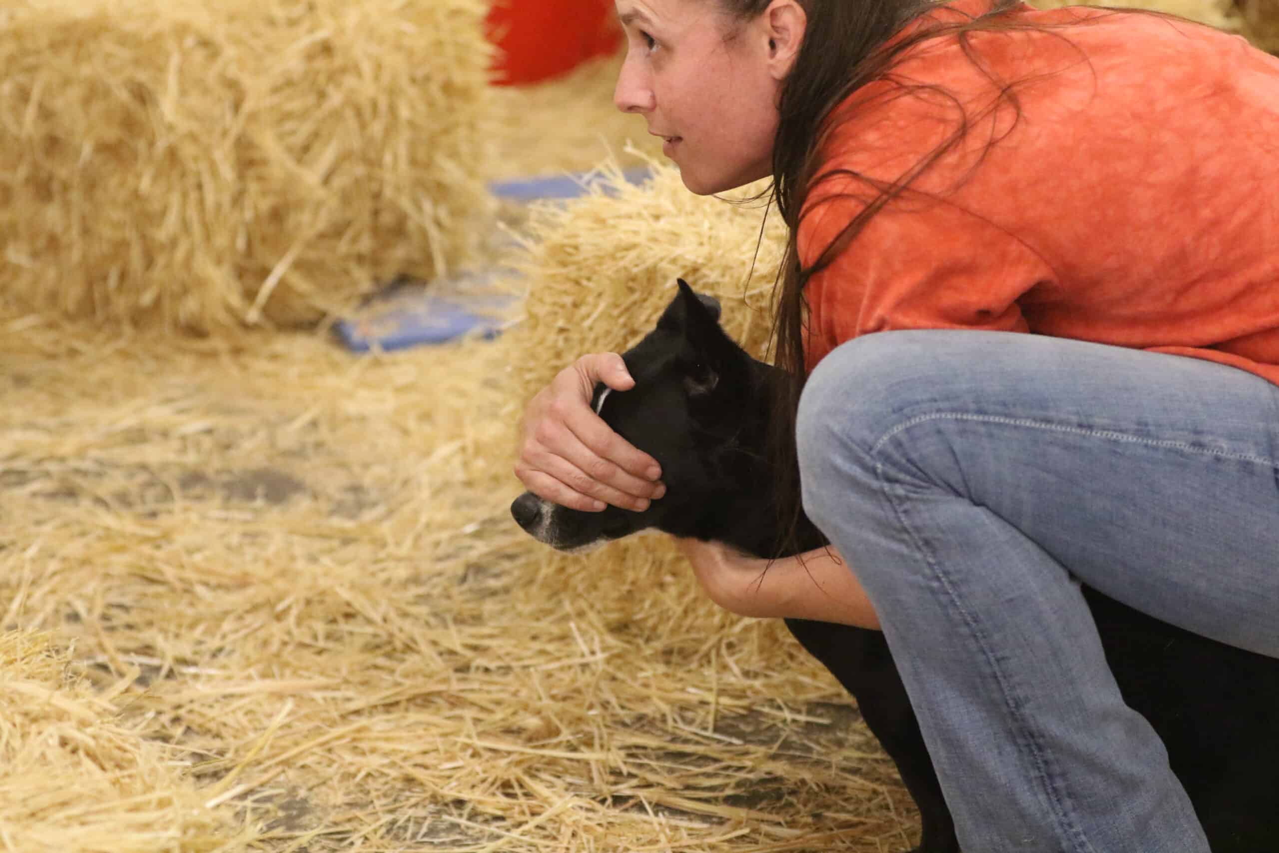 Young bi-colored Australian Shepherd running to a tug toy