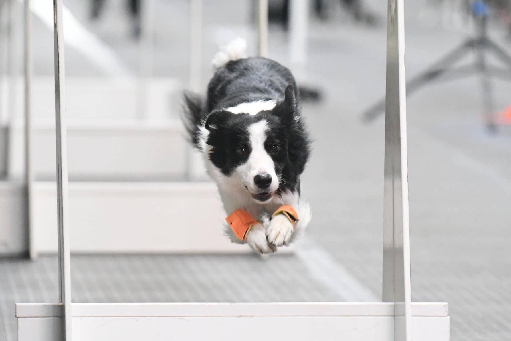 Young bi-colored Australian Shepherd running to a tug toy
