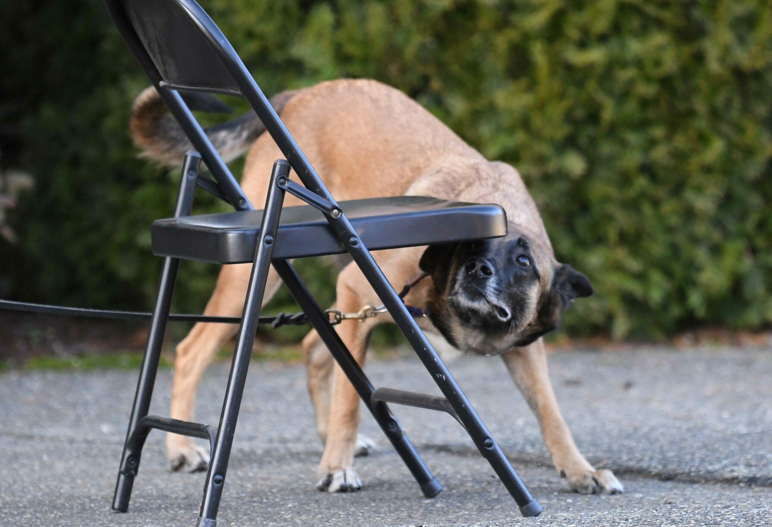 Handler and dog walking across a large grass field