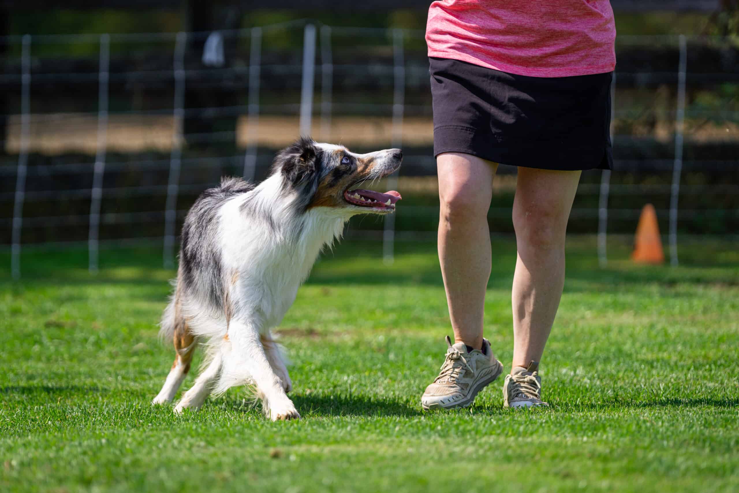 Young bi-colored Australian Shepherd running to a tug toy