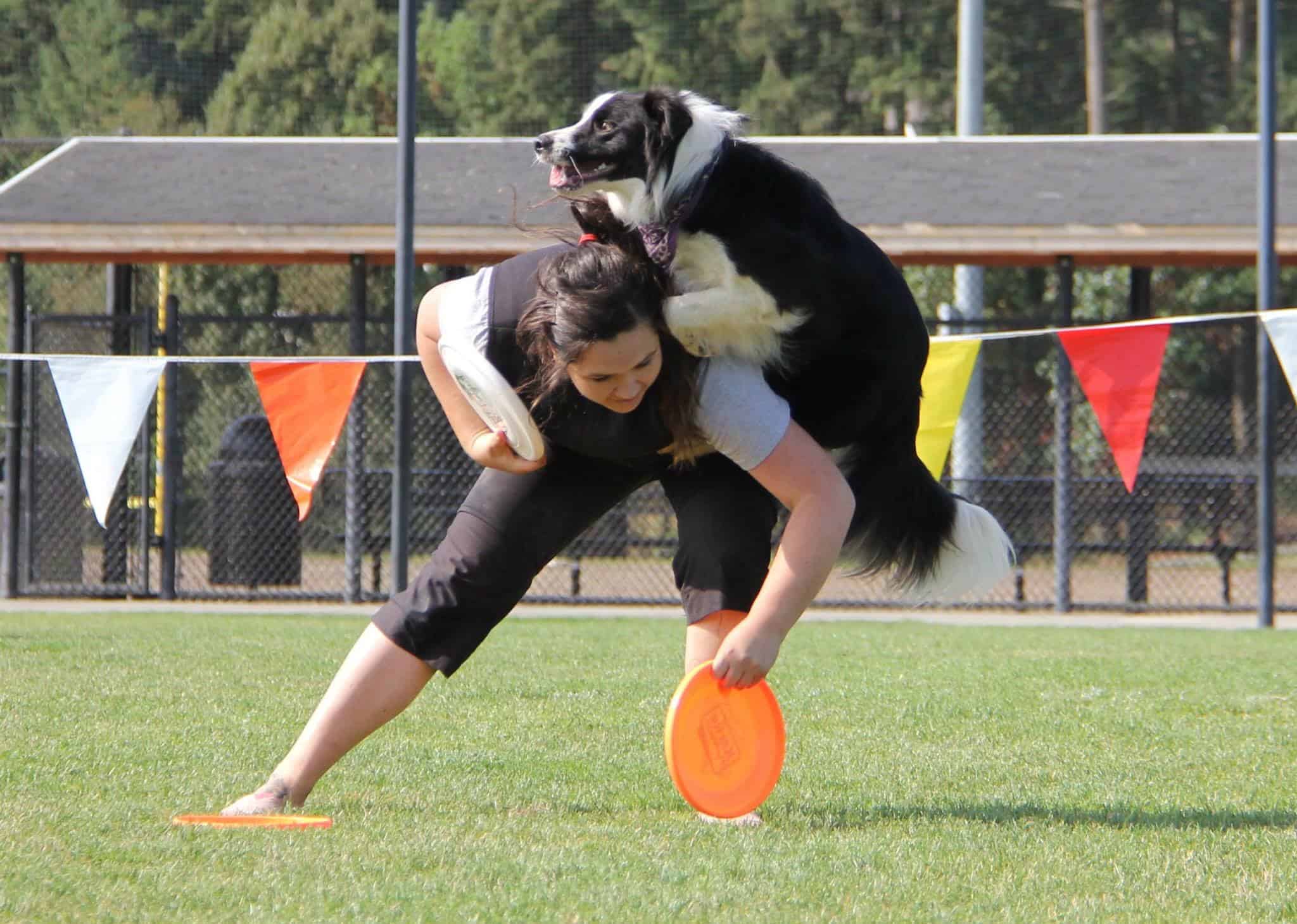 Young bi-colored Australian Shepherd running to a tug toy