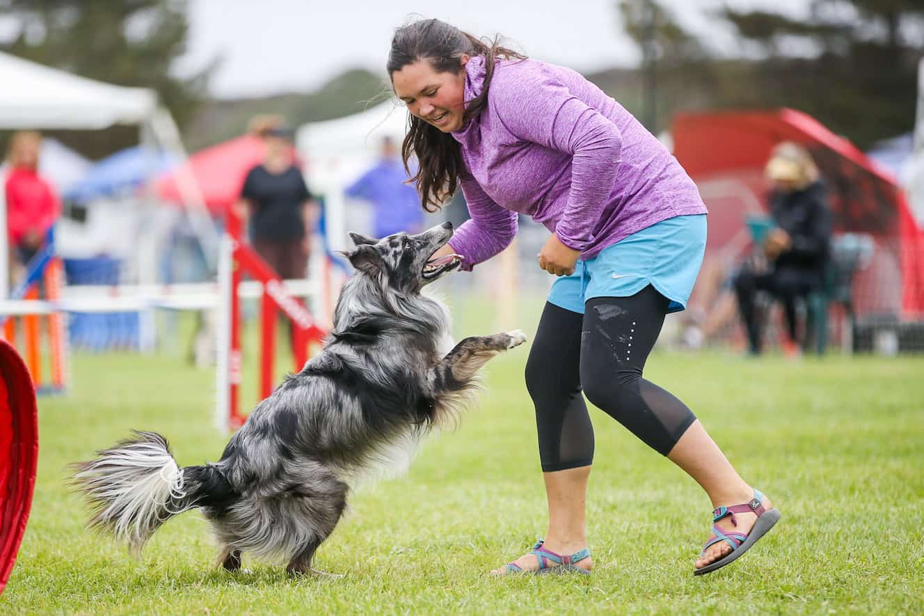 Woman training her Australian Shepherd dog at a dog sports event.