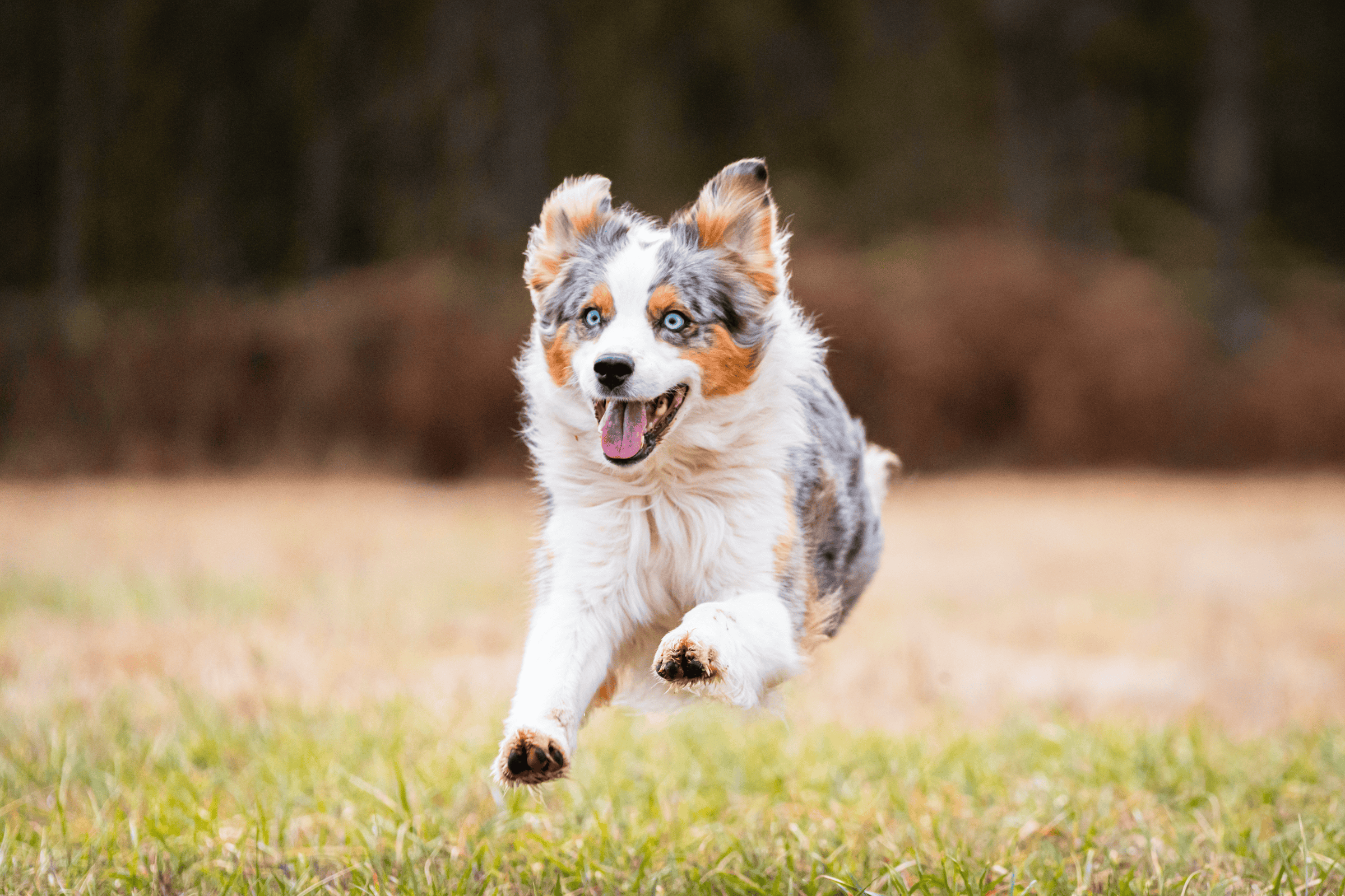 Australian Shepherd running outdoors in a grassy field. Australian Shepherd dog running in a grassy field, showcasing agility and energy.