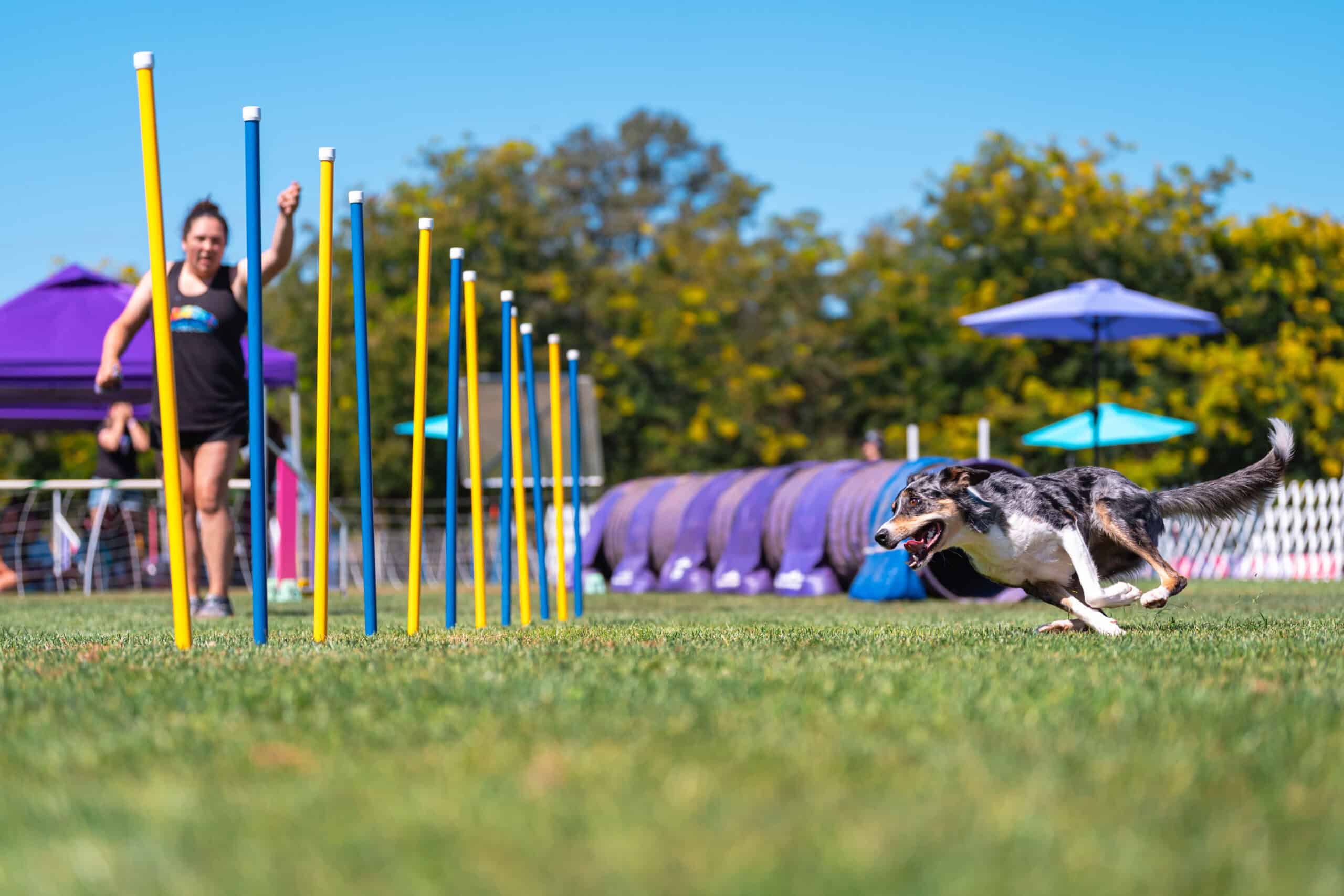 Dog moving through an agility course at Run Wild