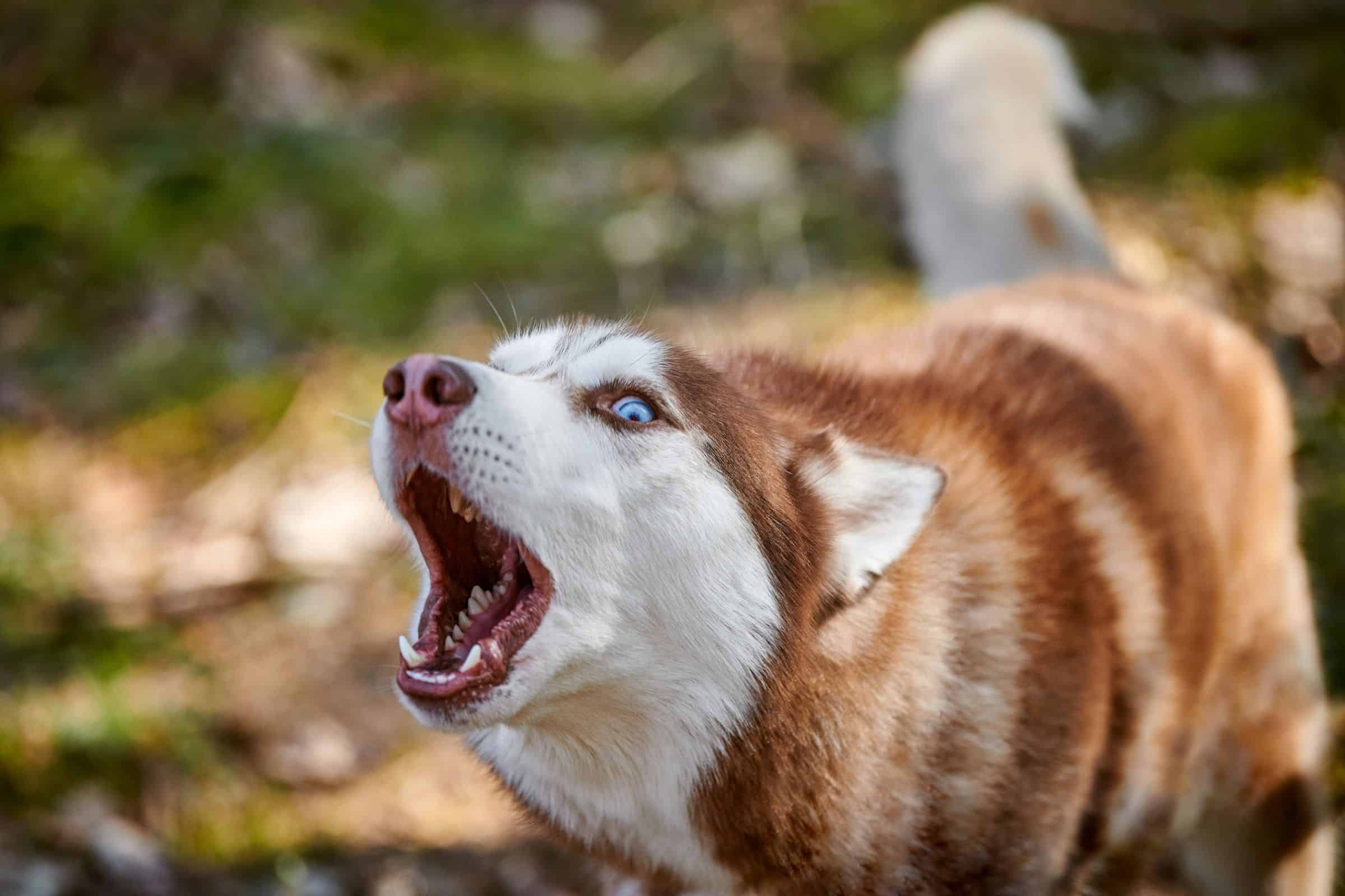 Husky with blue eyes barking outdoors.